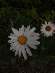 Leucanthemum × superbum