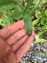 Leucanthemum × superbum