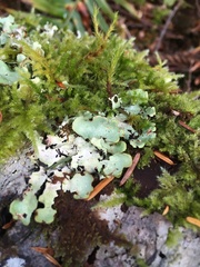 Cetrelia cetrarioides