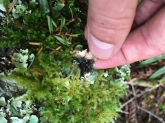 Cetrelia cetrarioides