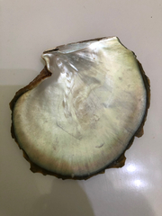 Pinctada margaritifera