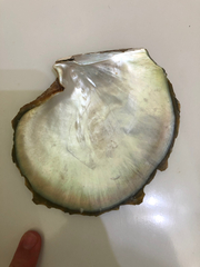 Pinctada margaritifera