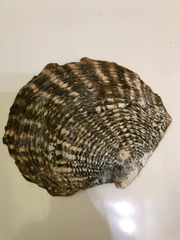 Pinctada margaritifera