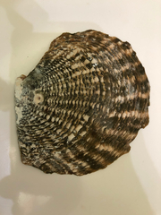 Pinctada margaritifera