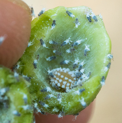 Pemphigus obesinymphae