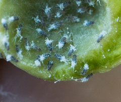 Pemphigus obesinymphae