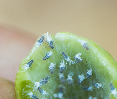 Pemphigus obesinymphae