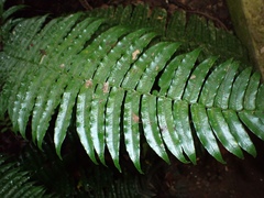 Lomariopsidaceae