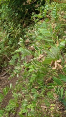Astragalus glycyphylloides