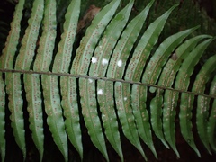 Lomariopsidaceae