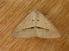 Delta Geometrid - Photo (c) Donald Hobern, some rights reserved (CC BY)