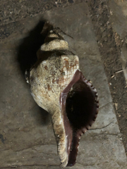 Pleuroploca trapezium