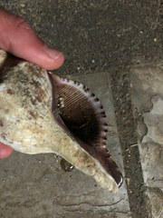 Pleuroploca trapezium