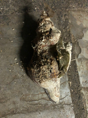 Pleuroploca trapezium