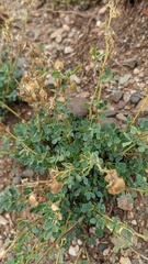 Medicago cretacea