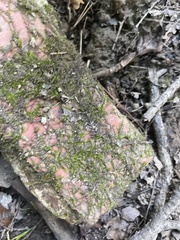 Fissidens fontanus