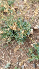 Medicago cretacea