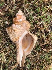 Pleuroploca trapezium