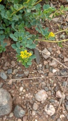 Medicago cretacea