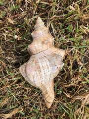 Pleuroploca trapezium