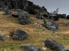 Pleuroploca trapezium