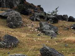 Pleuroploca trapezium