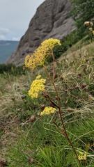 Peucedanum tauricum