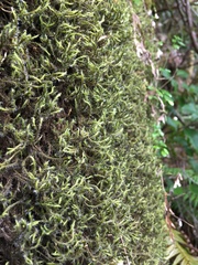 Racomitrium lawtonae