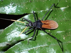 Zelurus spinidorsis image