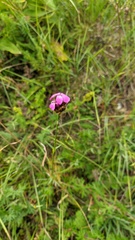 Dianthus capitatus