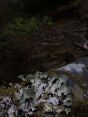 Cetrelia cetrarioides