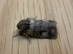 Thoracolopha flexirena