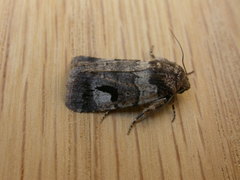 Thoracolopha flexirena