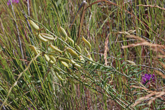 Astragalus mulfordiae