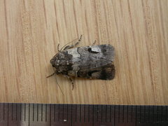 Thoracolopha flexirena