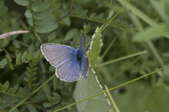 Polyommatus amandus