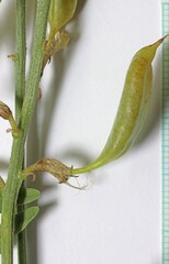 Astragalus mulfordiae