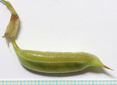 Astragalus mulfordiae