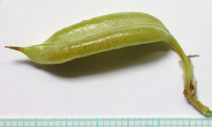 Astragalus mulfordiae