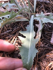 Crepis pleurocarpa