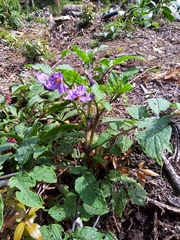 Solanum stoloniferum
