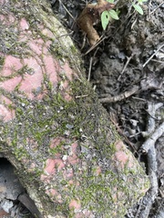 Hygroamblystegium humile