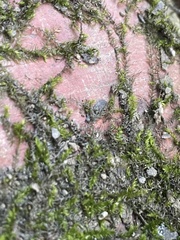 Hygroamblystegium humile