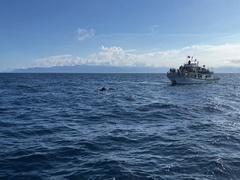 Feresa attenuata