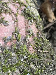 Hygroamblystegium humile