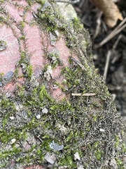 Hygroamblystegium humile