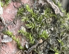 Hygroamblystegium humile