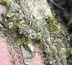 Hygroamblystegium humile