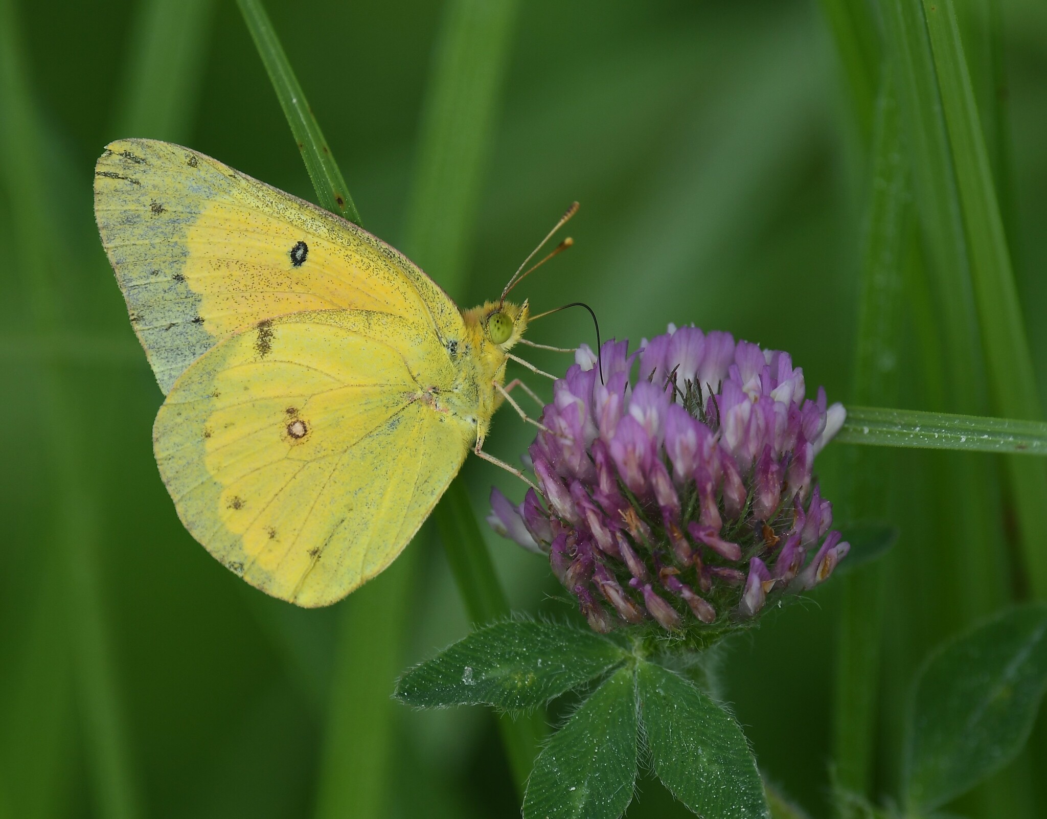 A clouded sulphur butterfly on a purple flower, with their proboscis extended into the flower 