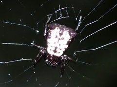 Micrathena saccata